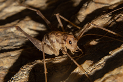 Pleioplectron thomsoni