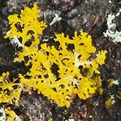 Polycauliona candelaria
