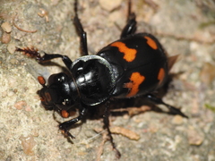 Nicrophorus orbicollis