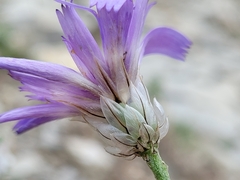 Catananche caerulea
