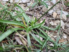 Catananche caerulea