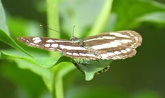 Neptis hylas
