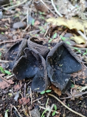 Plectania rhytidia