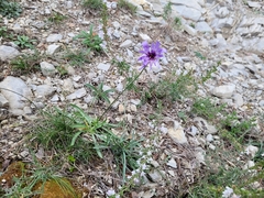 Catananche caerulea