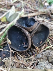 Plectania rhytidia