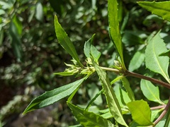 Prostanthera lasianthos