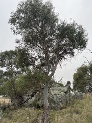 Eucalyptus viminalis