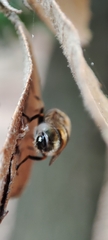 Eristalinus aeneus