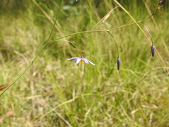 Dianella rara