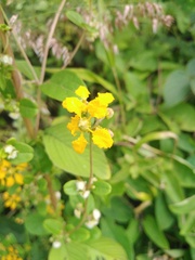 Gaudichaudia cynanchoides