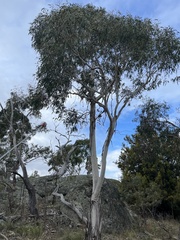 Eucalyptus viminalis