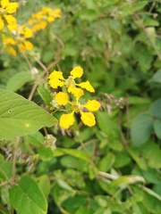 Gaudichaudia cynanchoides