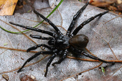 Cyclocosmia truncata