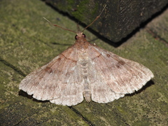 Renia flavipunctalis