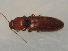 Hemicrepidius melanophthalmus