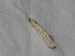 Nectopsyche exquisita