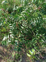 Azadirachta indica