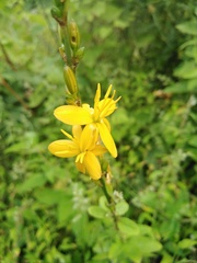 Echeandia michoacensis