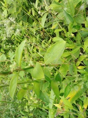 Echeandia michoacensis