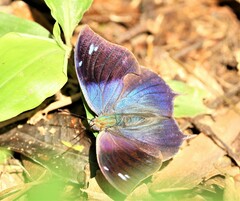 Memphis moruus