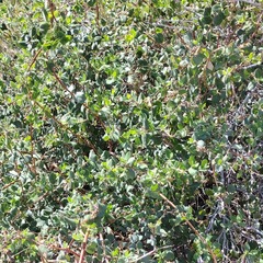 Lonicera subspicata denudata