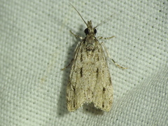 Eudonia heterosalis