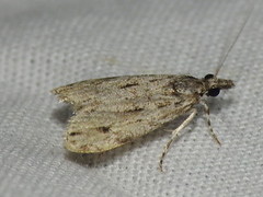 Eudonia heterosalis