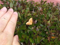 Tetracis jubararia