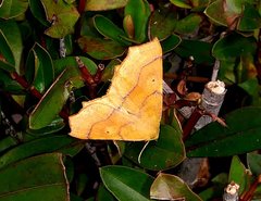 Tetracis jubararia
