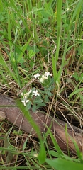 Pimelea humilis