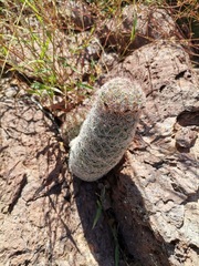 Escobaria chihuahuensis
