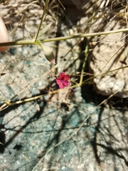 Boerhavia gracillima