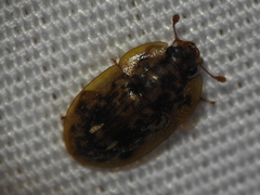 Lobiopa undulata