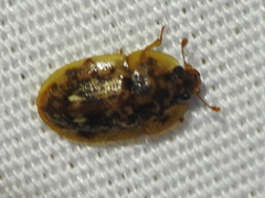 Lobiopa undulata