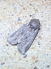 Lacinipolia meditata