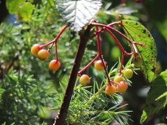 Viburnum betulifolium