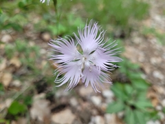 Dianthus hyssopifolius hyssopifolius