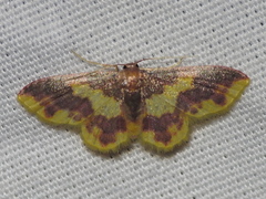 Lophosis labeculata