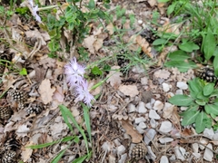 Dianthus hyssopifolius hyssopifolius