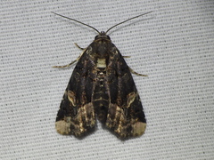 Homophoberia apicosa
