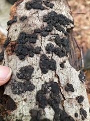 Jackrogersella cohaerens