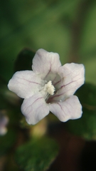 Strobilanthes reptans