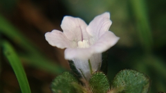 Strobilanthes reptans