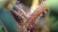 Strobilanthes reptans