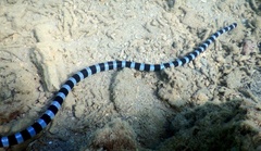 Laticauda laticaudata