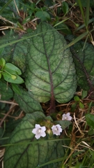 Strobilanthes reptans