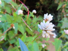Persicaria runcinata