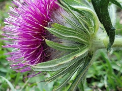 Cirsium eriophorum
