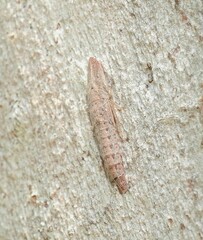 Ledromorpha planirostris