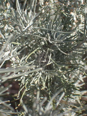 Artemisia filifolia